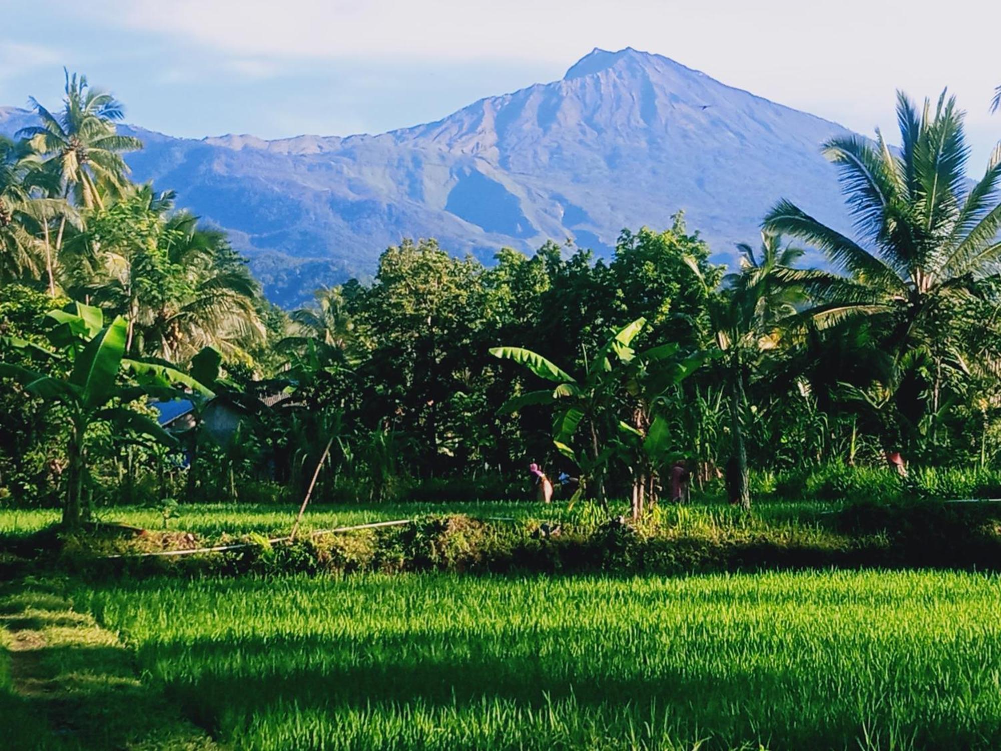 Coconut Homestay Tetebatu Extérieur photo